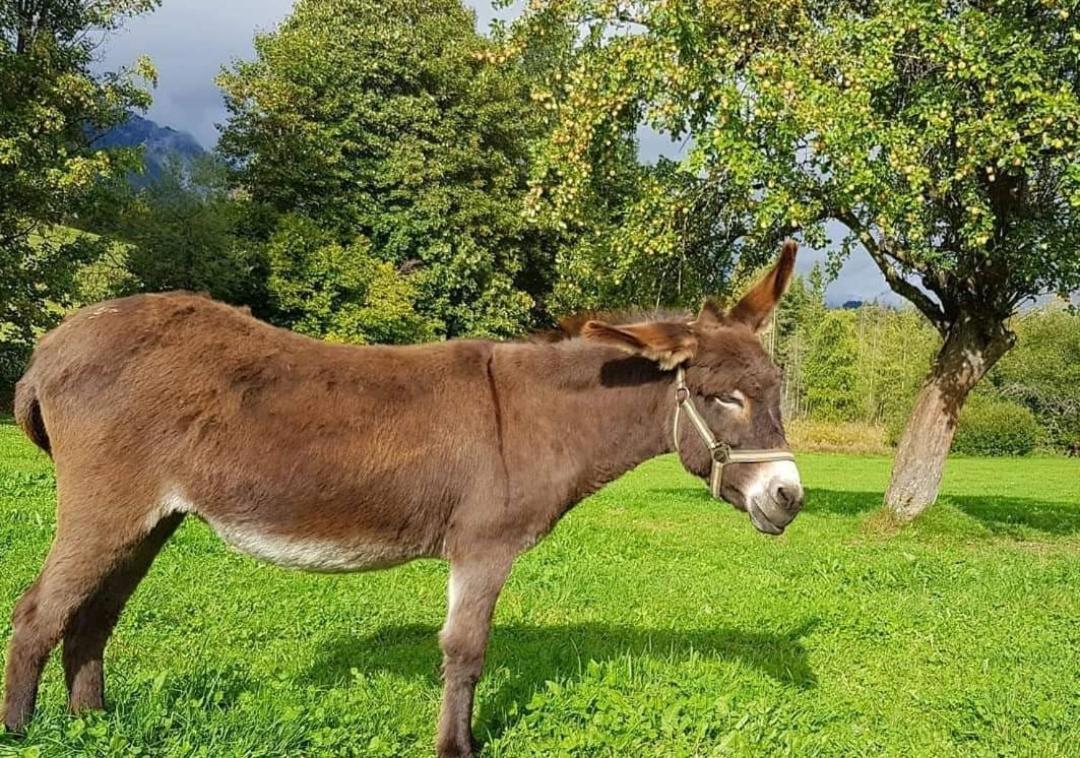 Apartamento Biobauernhof Brandlhof Ramsau am Dachstein Exterior foto